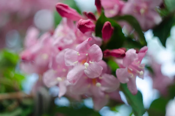 Żywe Różowe Kwiaty Weigela Ogrodzie — Zdjęcie stockowe