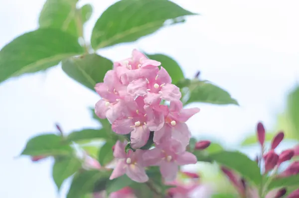 Vibrant Pink Flowers Weigela Garden — Stock Photo, Image