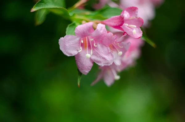 Vibrant Pink Flowers Weigela Garden — Stock Photo, Image