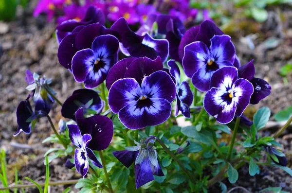 Flowers Pansies Bright Colors Dark Mid Closeup — Stock Photo, Image