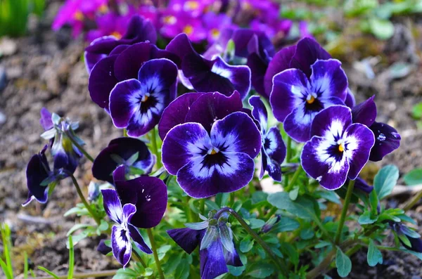 Flores Pálidas Cores Brilhantes Com Mid Closeup Escuro — Fotografia de Stock