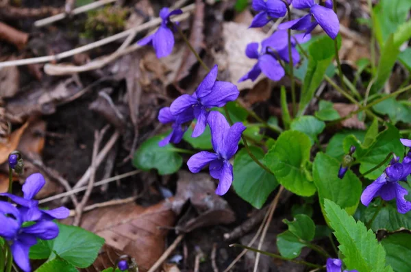 Fleurs Pansies Couleurs Vives Avec Gros Plan Foncé — Photo