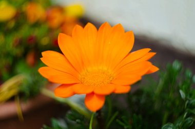 Turuncu Gazania Rigens veya Hazine çiçeği, çiçek tarhında açan Afrikalı Daisy. Seçici odak.