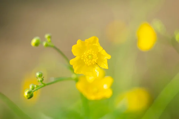 Ranunculus Acris Luční Máslový Pohár Vysoký Máslový Pohár Obyčejný Máslový — Stock fotografie