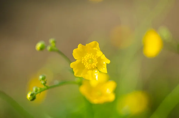 Ranunculus Acris Meadow Buttercup Tall Buttercup Common Buttercup Giant Buttercup — Stock Photo, Image
