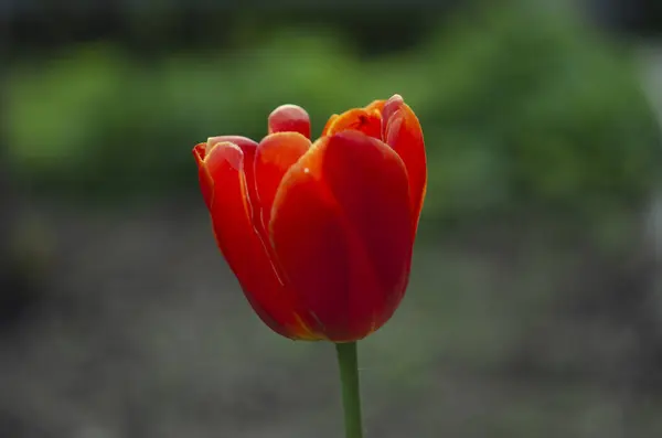 Piros Tulipán Virág Virágzik Háttér Elmosódott Piros Tulipán Virágok — Stock Fotó