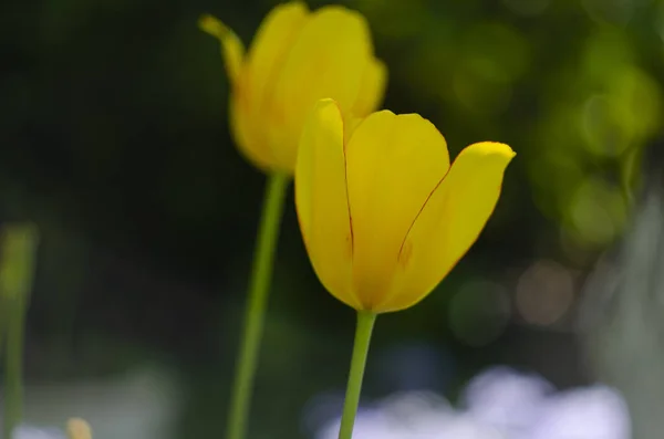 Fiore Tulipano Giallo Fioritura Sfondo Fiori Tulipani Rossi Sfocati — Foto Stock