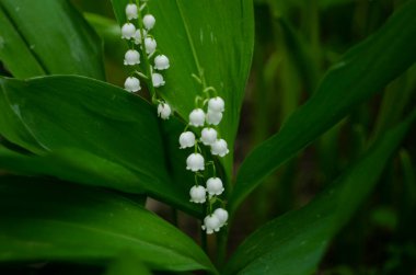Ormandaki vadide çiçek açan zambak. Vadideki Zambak. Convallaria majalisia. Geçmişini araştırıyorum. Çiçek arka planı