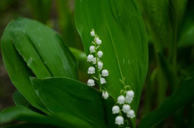 Ormandaki vadide çiçek açan zambak. Vadideki Zambak. Convallaria majalisia. Geçmişini araştırıyorum. Çiçek arka planı