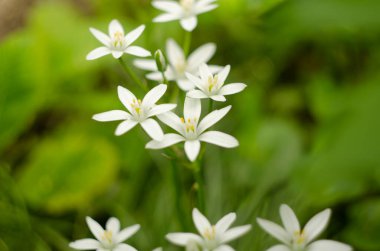Ornithogalum umbellatum. Doğal ortamlarında yabani çiçekler.