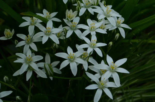 Ορνιθογάλουμ Umbellatum Άγρια Λουλούδια Στο Φυσικό Τους Περιβάλλον — Φωτογραφία Αρχείου