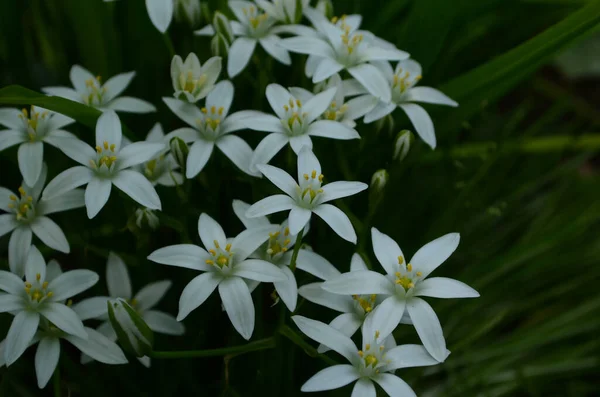Ορνιθογάλουμ Umbellatum Άγρια Λουλούδια Στο Φυσικό Τους Περιβάλλον — Φωτογραφία Αρχείου