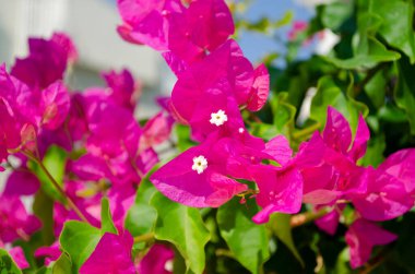 Çiçekli begonviller arka planda. Çiçek arkaplanı olarak parlak pembe bir bougainvillea çiçeği. Bougainvillea çiçek dokusu ve geçmişi. Çiçekli Bougainvillea ağacının yakın görüntüsü