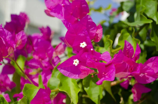 Bloeiende Bougainvillea Bloemen Achtergrond Helder Roze Magenta Bougainvillea Bloemen Als — Stockfoto