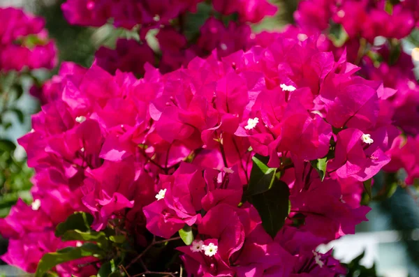 Flores Buganvillas Florecientes Fondo Flores Buganvilla Magenta Rosa Brillante Como —  Fotos de Stock