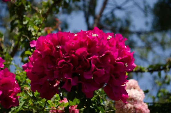 Floração Buganvília Flores Fundo Brilhante Rosa Magenta Flores Bougainvillea Como — Fotografia de Stock