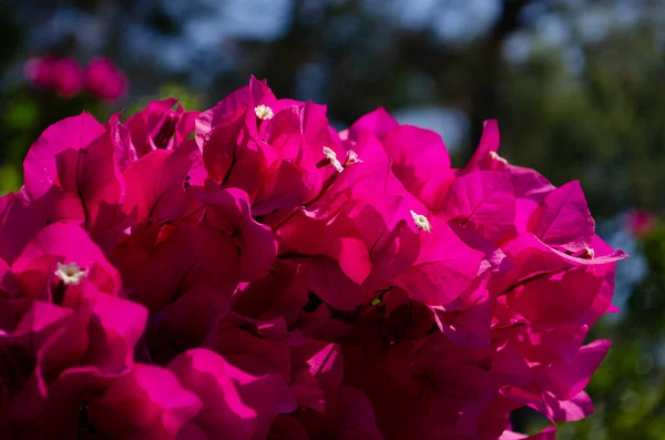 Fleurs Bougainvilliers Fleurs Fond Fleurs Bougainvilliers Magenta Rose Vif Comme — Photo