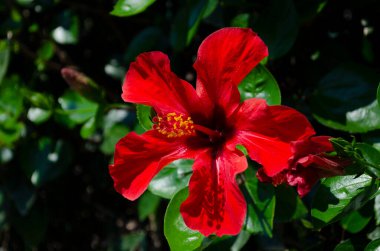 Güzel Kırmızı Hibiscus çiçeği ve bulanık arkaplan