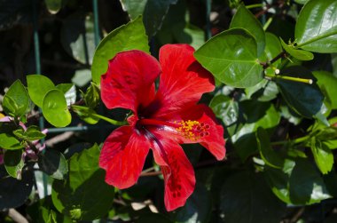 Güzel Kırmızı Hibiscus çiçeği ve bulanık arkaplan