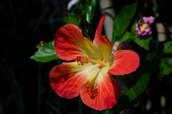 Bellissimo Fiore Ibisco Rosso Sfondo Sfocato Vicino — Foto Stock
