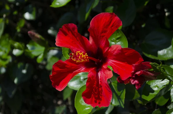 Gyönyörű Piros Hibiscus Virág Elmosódott Háttér Közelről — Stock Fotó