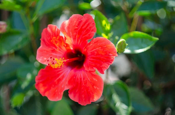Gyönyörű Piros Hibiscus Virág Elmosódott Háttér Közelről — Stock Fotó