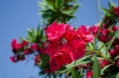 Yakın plan pembe zakkum ya da ağaçta çiçek açan Neryum çiçeği. Güzel renkli çiçek arkaplanı