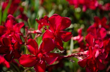 Yakın plan pembe zakkum ya da ağaçta çiçek açan Neryum çiçeği. Güzel renkli çiçek arkaplanı