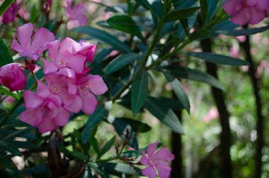 Yakın plan pembe zakkum ya da ağaçta çiçek açan Neryum çiçeği. Güzel renkli çiçek arkaplanı