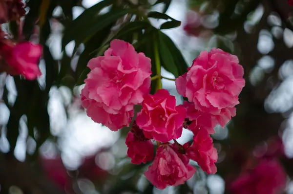 Vue Rapprochée Laurier Rose Fleur Nérium Fleurissant Sur Arbre Beau — Photo