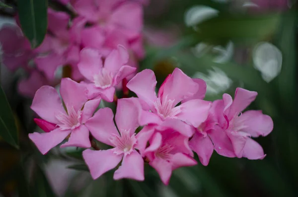 Zblízka Pohled Růžový Oleander Nebo Květina Nerium Kvetoucí Stromě Krásné — Stock fotografie