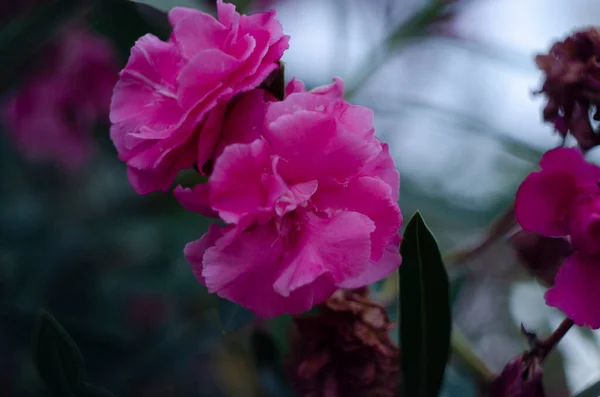 Zamknij Widok Różowy Oleander Lub Nerium Kwiat Kwitnących Drzewo Piękny — Zdjęcie stockowe