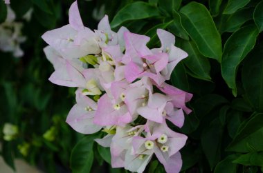 Güzel beyaz bougainvillea çiçekleri yakın plan. Canlı renkler ve mavi, yeşil yumuşak bulanık arkaplan.