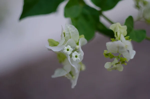 Hermosas Flores Buganvillas Blancas Cerca Colores Vivos Azul Fondo Borroso — Foto de Stock