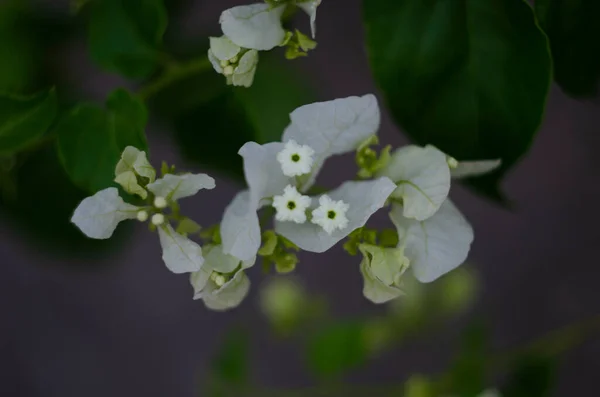Hermosas Flores Buganvillas Blancas Cerca Colores Vivos Azul Fondo Borroso — Foto de Stock