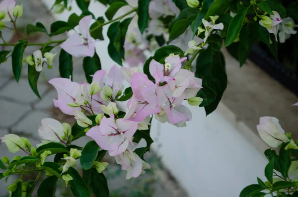 Beautiful White Bougainvillea Flowers Closeup Vivid Colors Blue Green Soft — Foto Stock