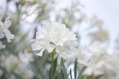 Çiçek açan neryum zakkum, dallardaki beyaz silikite demeti ve yeşil yapraklar.