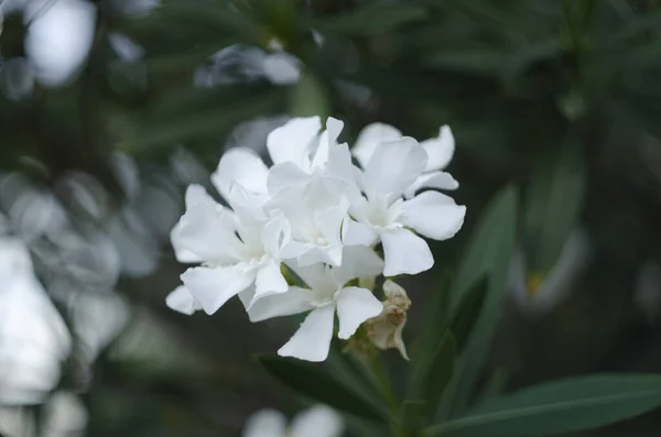 Nerium Oleander Στην Άνθιση Μάτσο Λευκό Απλοτητοσ Λουλούδια Και Πράσινα — Φωτογραφία Αρχείου