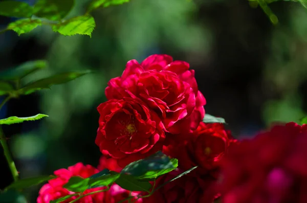 Flor Rosa Fundo Desfocado Rosa Rosas Flor Jardim Rosas Natureza — Fotografia de Stock