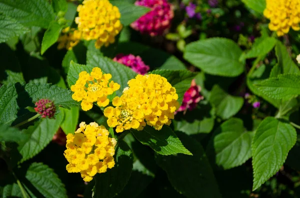 Lantana Fleurs Différentes Couleurs Dans Jardin Backgroud Feuille Verte — Photo