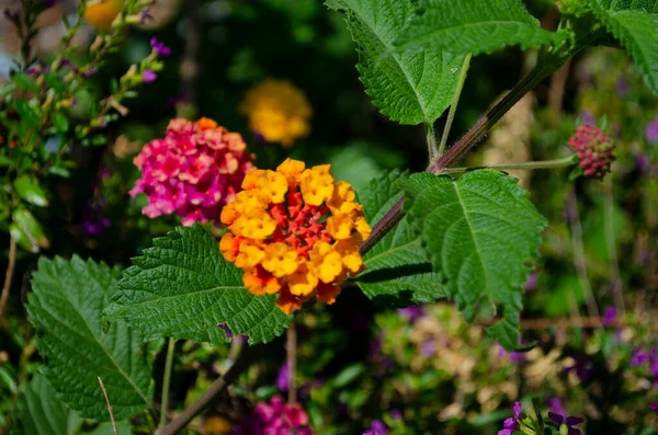 Lantana Flor Varios Colores Jardín Tiene Fondo Hoja Verde — Foto de Stock