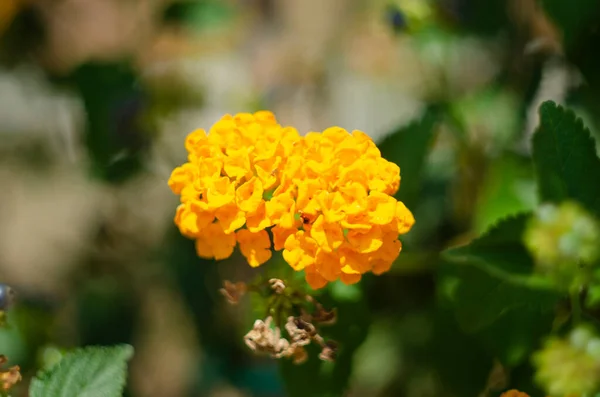 Lantana Verschillende Kleuren Bloeien Tuin Heeft Groen Blad Achtergrondgeluid — Stockfoto