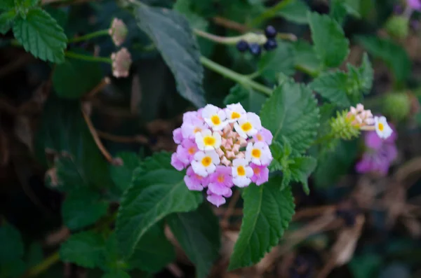 Lantana Blüte Verschiedenen Farben Garten Hat Grünen Blatthintergrund — Stockfoto