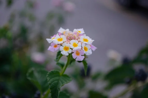 Lantana Verschillende Kleuren Bloeien Tuin Heeft Groen Blad Achtergrondgeluid — Stockfoto