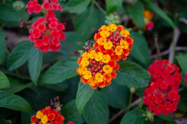 Lantana Různé Barvy Květ Zahradě Zelený List Pozadí — Stock fotografie