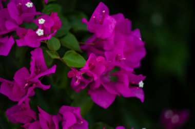 Çalı üzerindeki leylak rengi bougainvillea, yakın plan, Türkiye