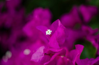 Çalı üzerindeki leylak rengi bougainvillea, yakın plan, Türkiye