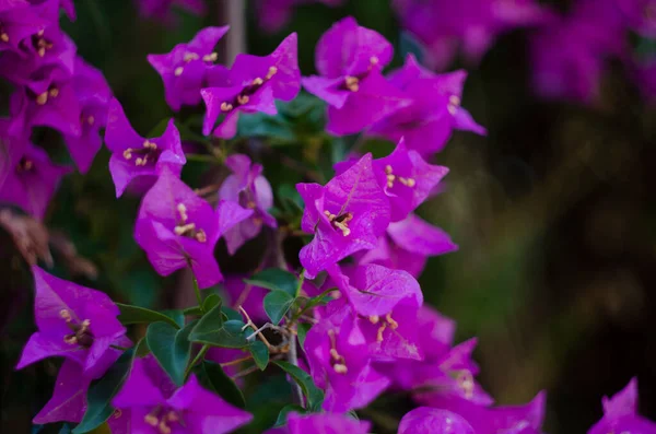 Lilac Bougainvillea Bush Close Turkey — Foto Stock