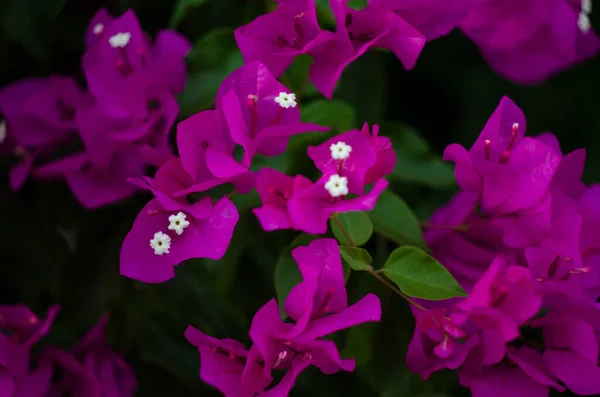 Lilas Bougainvilliers Sur Buisson Gros Plan Turquie — Photo