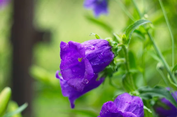 Purple Bell Flower Full Blooming Garden — Stock Photo, Image